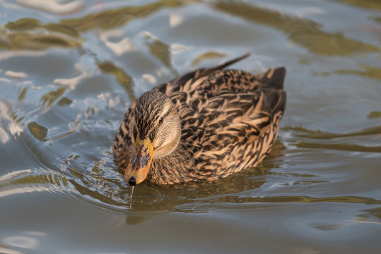 Duck in a pond in autumn season.