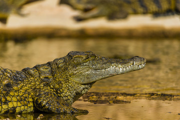 Close up of crocodile put of water ready to attack 