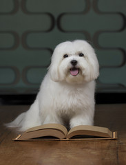 White maltese dog with a sketchbook