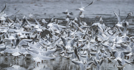 Black-headed Gull - Chroicocephalus ridibundus on a pond - catching fish after fishing pond