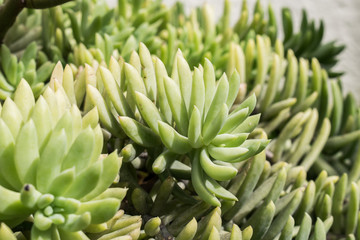 Green plants close up