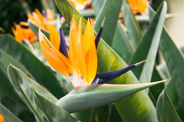 Obrazy na Plexi  Rajski kwiat tropikalny ptak