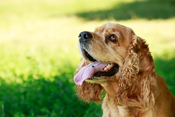 dog breed American Cocker Spaniel