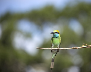Tropical bird on a branch .