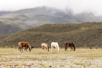 Naklejka na ściany i meble Wild horses of Volcano Cotopaxi National Park, Ecuador South America