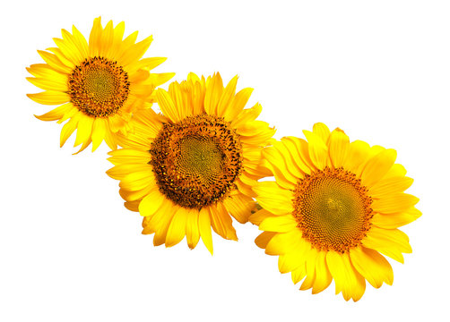 Bouquet of sunflowers flowers red and yellow isolated on white 