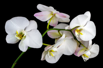 White orchid flower