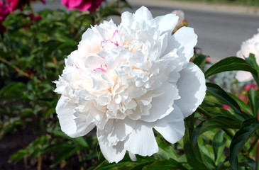 White peony flower on a background of green leaves