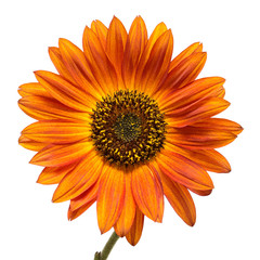 Bouquet of sunflowers flowers red and yellow isolated on white 