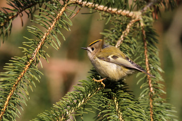 Wintergoldhähnchen auf Tannenzweig