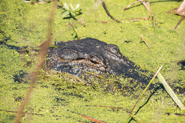 Alligator at Brazos Bend State Park, Texas