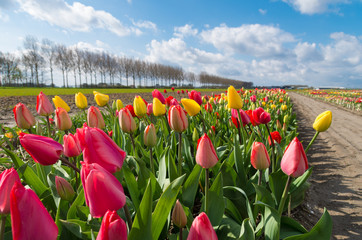 blooming holland tulips