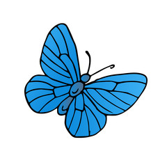 butterfly scetch