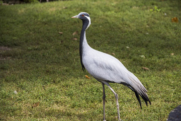 demoiselle crane (Grus virgo)