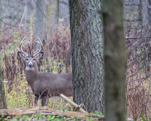 Whitetail Deer Buck