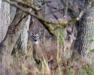 Whitetail Deer Buck