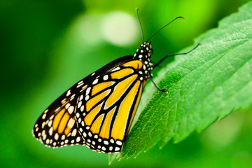 monarch