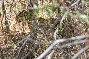 Leopard 1