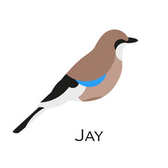 Jay vector icon. Logo. Flat design.