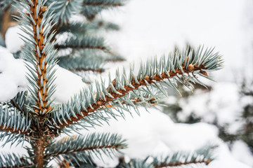 Blue fir cones and needles under the snow. Natural background for the holiday, winter design