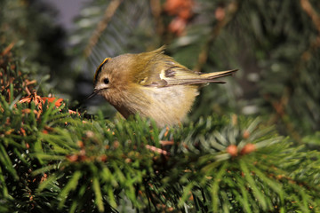 Wintergoldhähnchen in Tanne