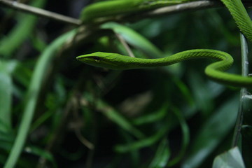 Serpent