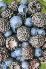 schwarze himbeeren, black raspberries