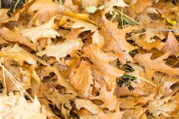 Dry oak leaves lying on ground