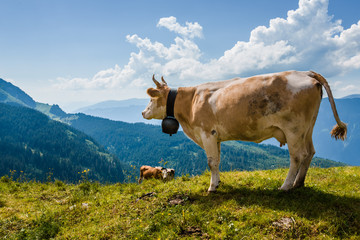 Fototapeta na wymiar Cow overlooking Alps in Switzerland near Bachsee