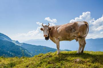 Fototapeta na wymiar Cow looking at camera in Swiss Alps near Bachsee