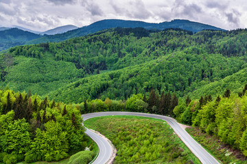 Loop road in spring forest