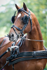Portrait of bay carriage driving horse