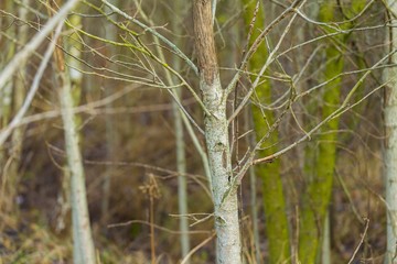 Trunks of small deciduous trees