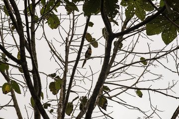 A toucan of the tropical rainforest in Mindo, Ecuador © benicoma