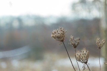Dry plant photographed in winter.