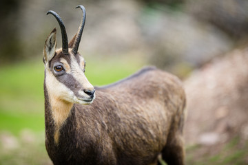 Chamois (Rupicapra rupicapra) within its natural habitat - high
