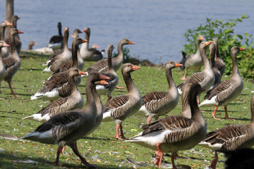 Grauganskolonie an der Alster