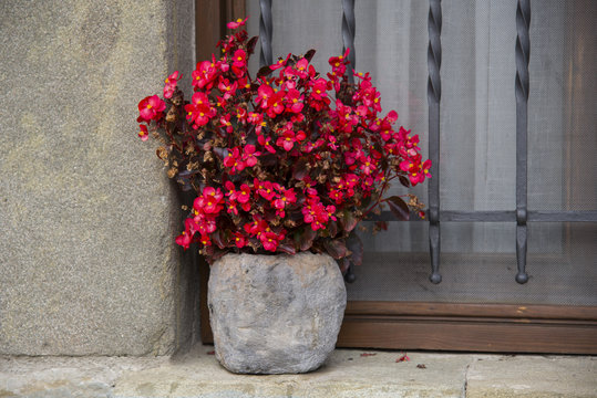 Red begonia in bloom in the stone pot