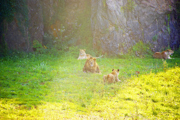lions in Cabarceno, Spain