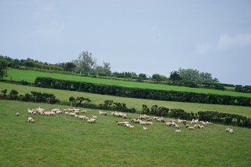 Fototapeta na wymiar Irische Landschaft mit Schafen