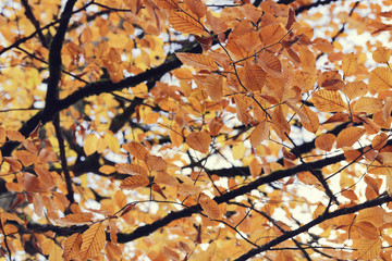 Looking up in Forest - Green Tree branches nature abstract. pine forest with blue sky and sunlight 