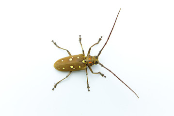 Long-horned Beetle (Dorysthenes walkeri Waterhouse) and wings with yellow polka dots on white background
