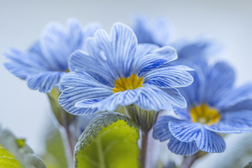 Blau - Weiß gestreifte Frühlingsprimel 'Zebra' / Primula