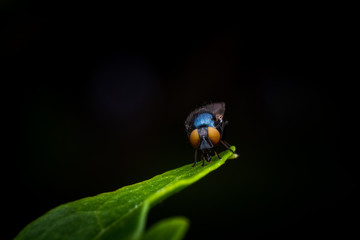 Mosca en una flor