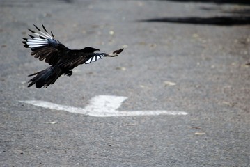 flying in the wrong direction