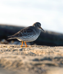 Purple Sandpiper . On the coast of Norway