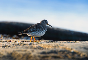 Purple Sandpiper . On the coast of Norway