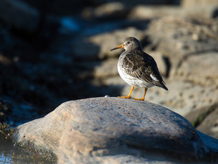 Purple Sandpiper . On the coast of Norway