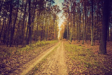 Fototapeta premium Fall forest in vintage colors