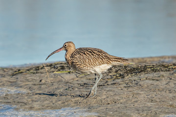 großer brachvgel